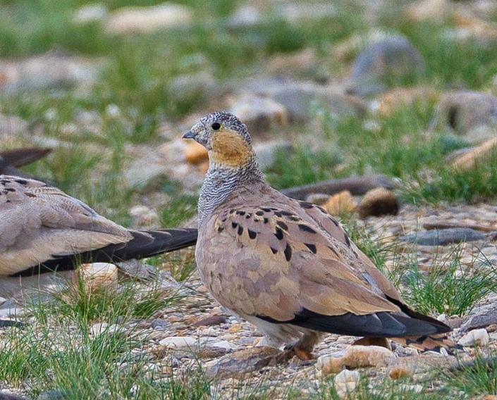 Tibetan sandgrouse 1_