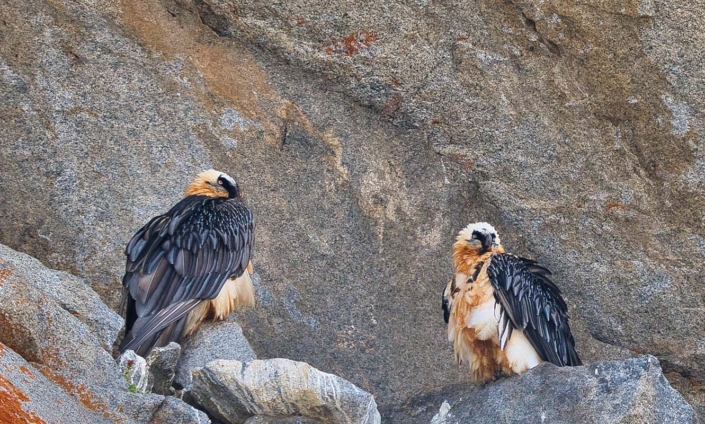 bearded vulture(1)