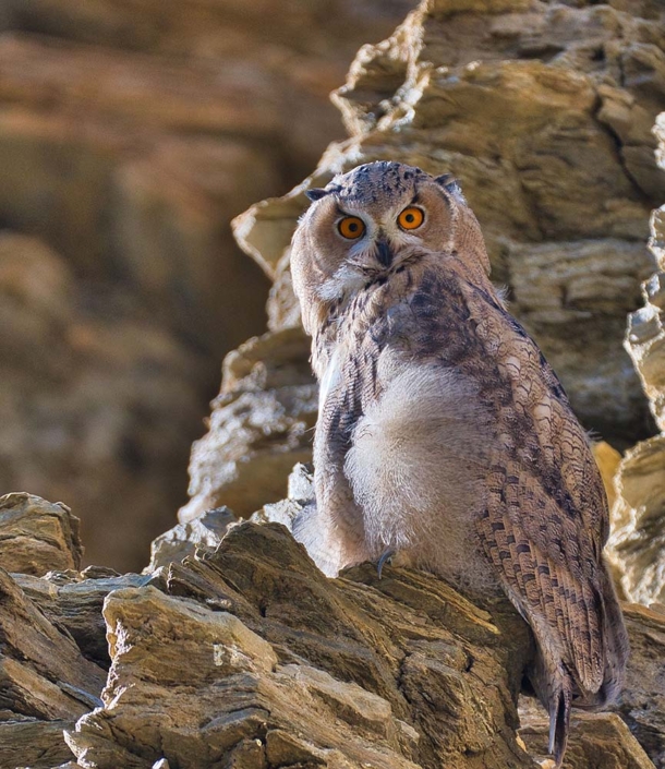 eurasain eagle owl 2(1)