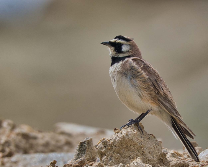 horned lark