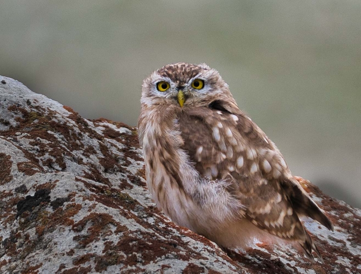 little owl_