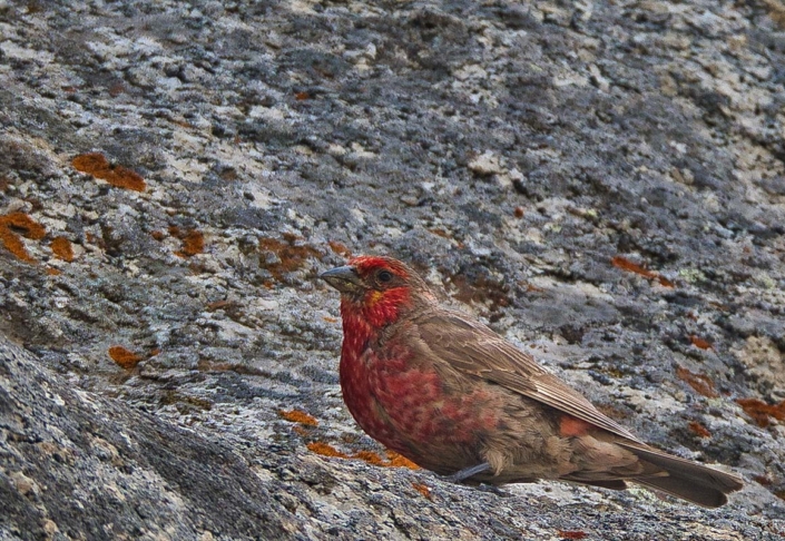 red fronted rosefinch