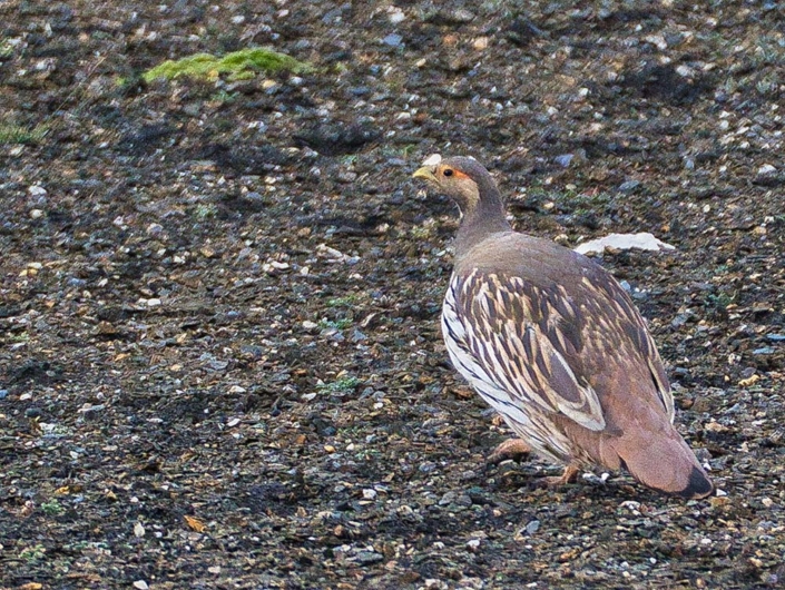 tibetan snowcock