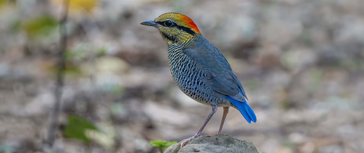 blue pitta_bird