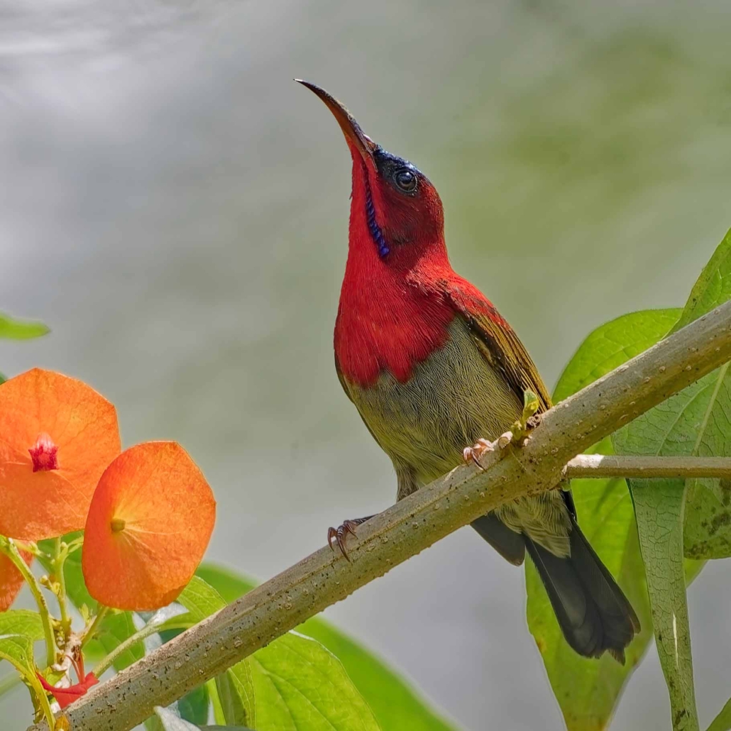 crimson sunbird _south