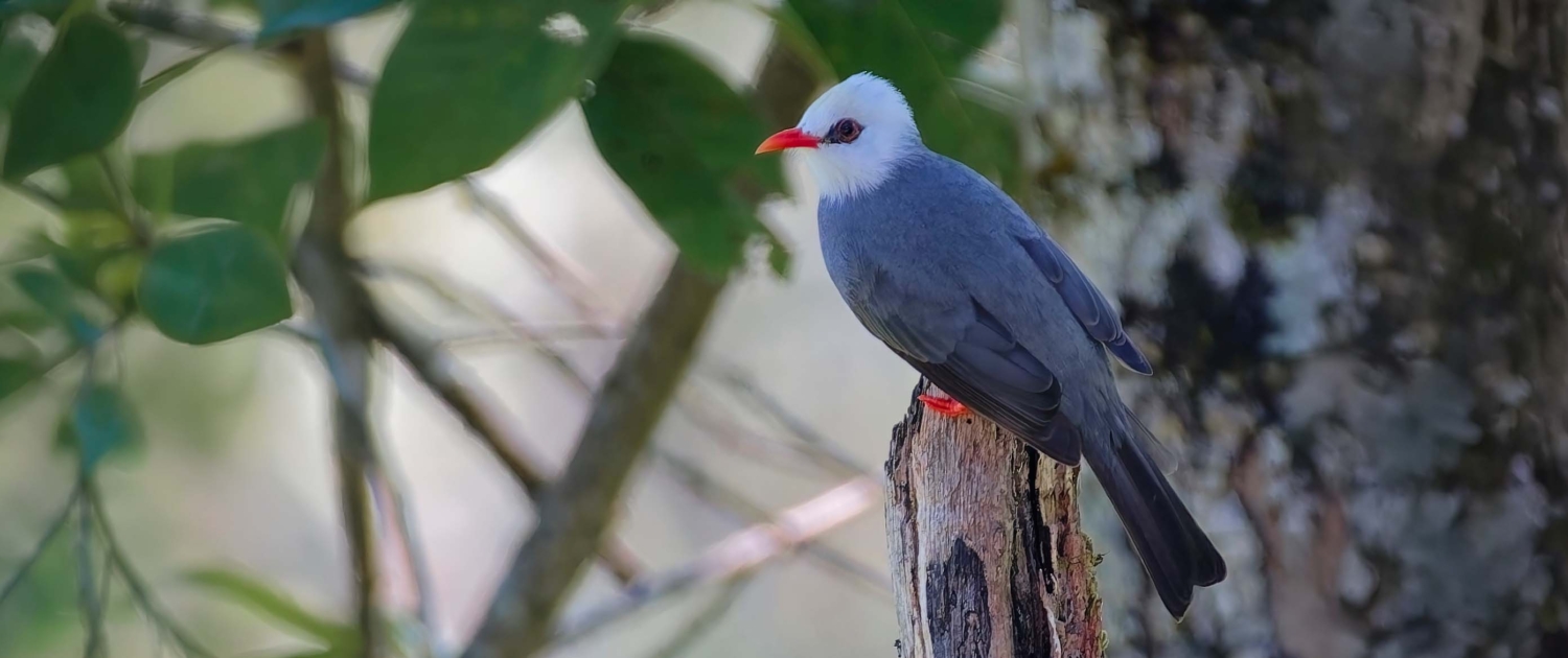 white headed bulbul north