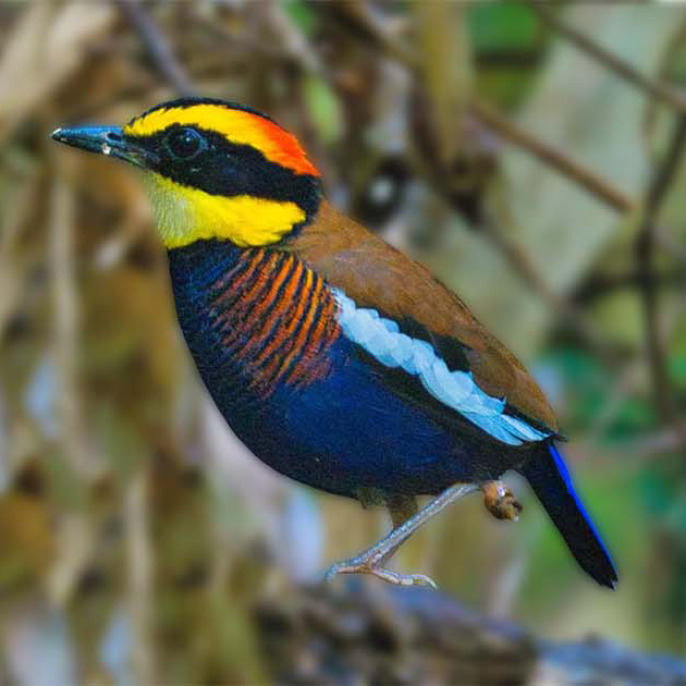 malayan banded pitta male thailand malayan banded pitta male thailand