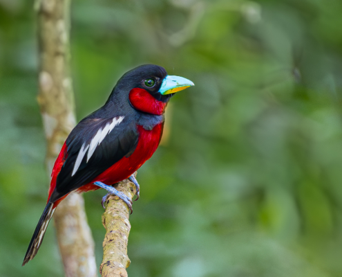 Black and red broadbill nesting-kaengkrachan