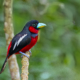 Black and red broadbill nesting-kaengkrachan