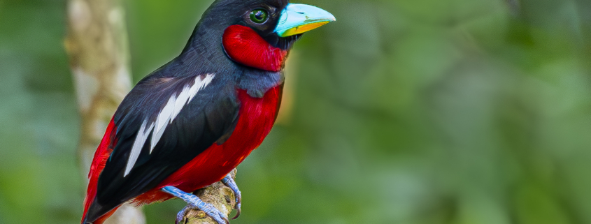 Black and red broadbill nesting-kaengkrachan